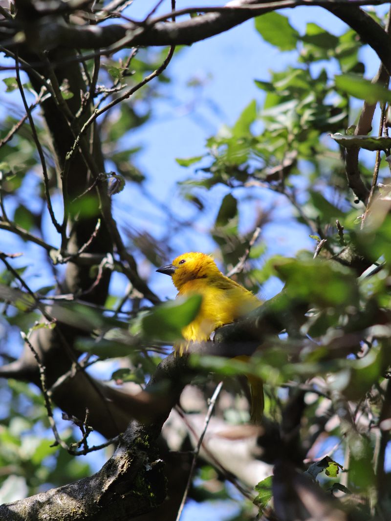 Wildlife Photo of gray bird through leaves